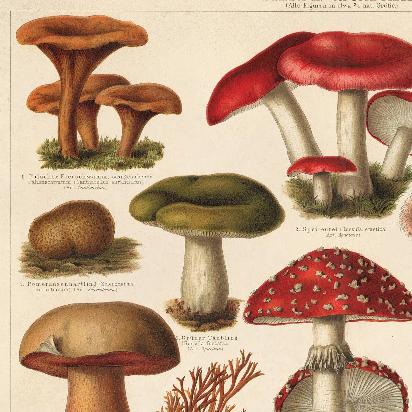 
                  
                    Curious Prints - Vintage German Mushroom Pilze 2 Print w/ optional frame: Print only / 10x8
                  
                