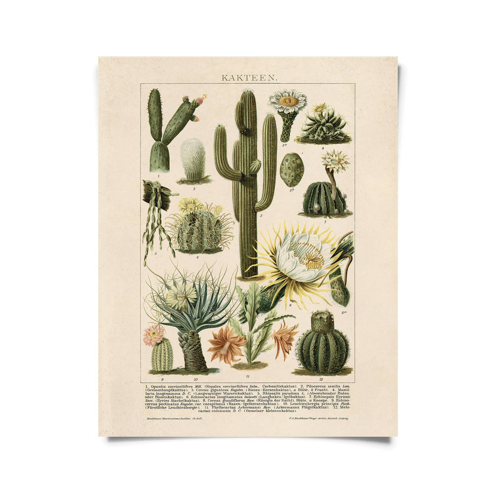 Curious Prints - Vintage Botanical Cactus Kakteen 2 Print w/ optional frame: 8x10 / Print Only