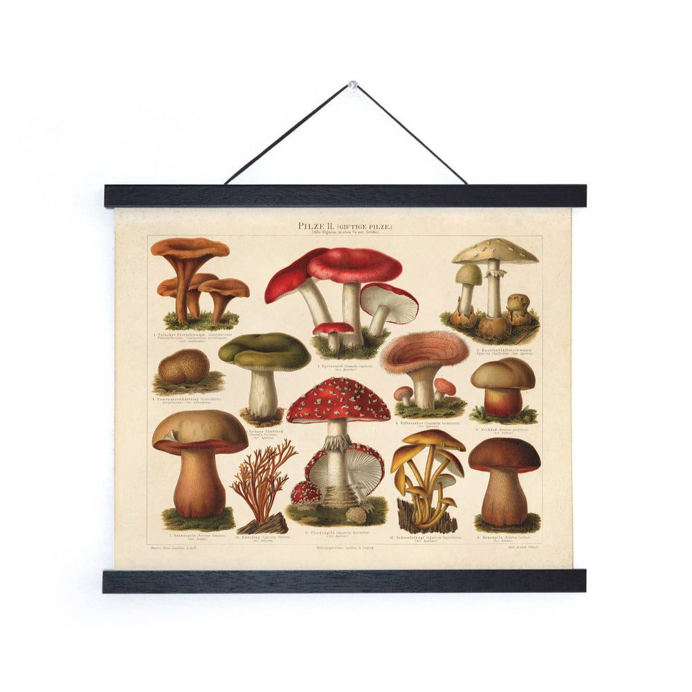 
                  
                    Curious Prints - Vintage German Mushroom Pilze 2 Print w/ optional frame: Print only / 10x8
                  
                