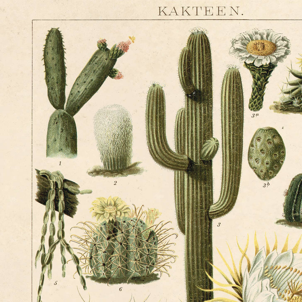 
                  
                    Curious Prints - Vintage Botanical Cactus Kakteen 2 Print w/ optional frame: 8x10 / Print Only
                  
                