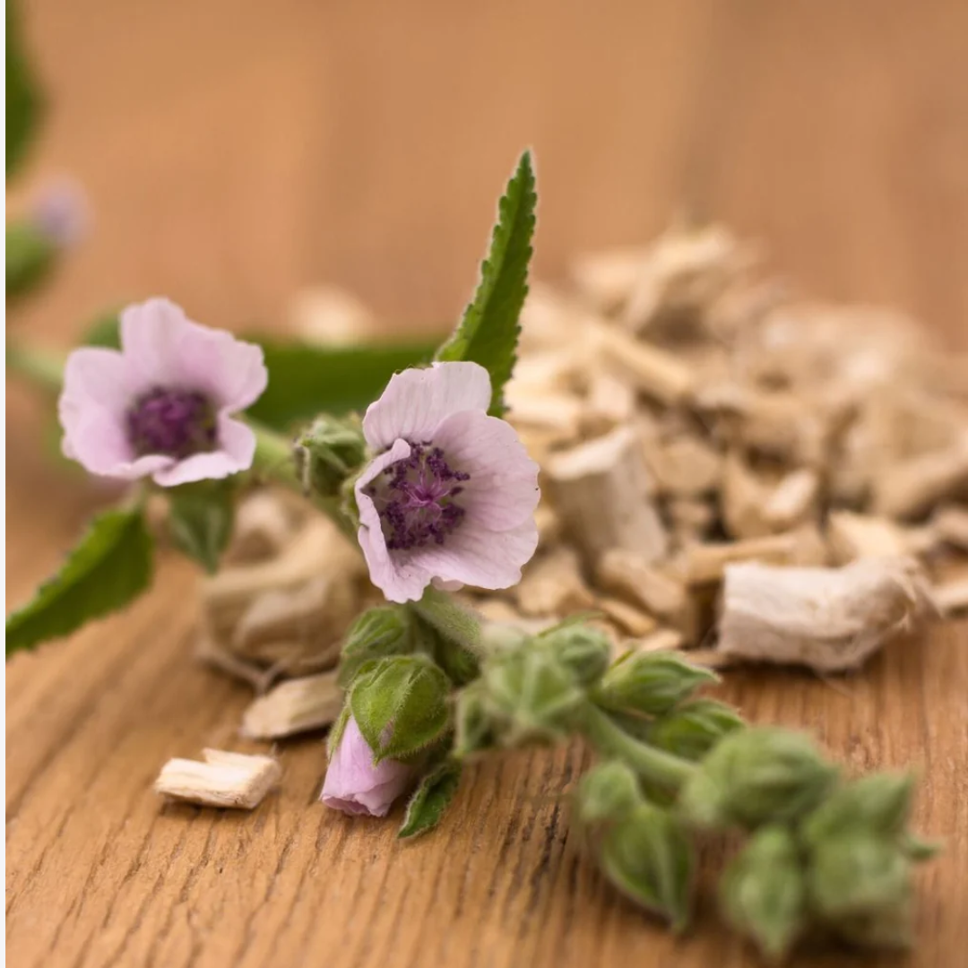 
                  
                    Herb To Body - Marshmallow Root C/S
                  
                