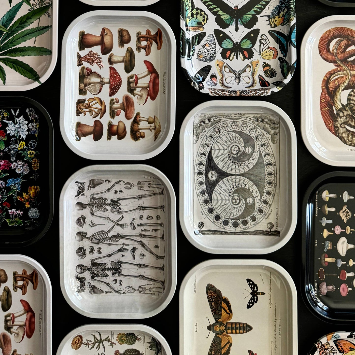 
                  
                    Curious Prints - Small Metal Skeleton Diagram Trinket Tray / Vintage Anatomy
                  
                