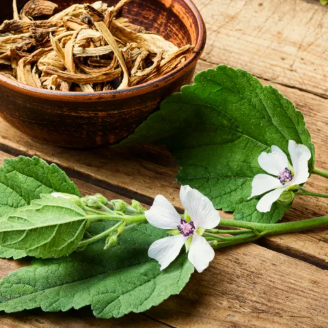 
                  
                    Herb To Body - Marshmallow Root C/S
                  
                