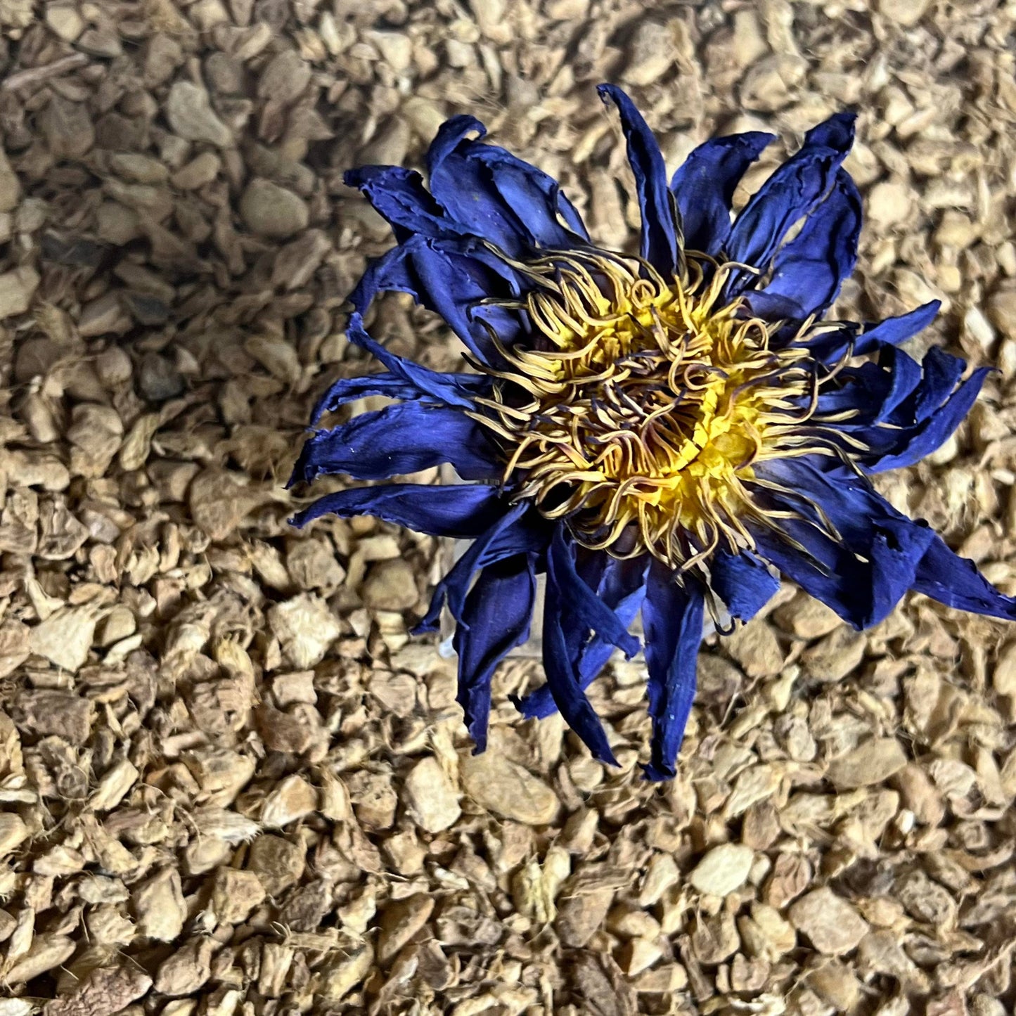 
                  
                    Tree Fifty Four - Blue Lotus Whole Flower | 2oz - 1 KG | Bulk
                  
                