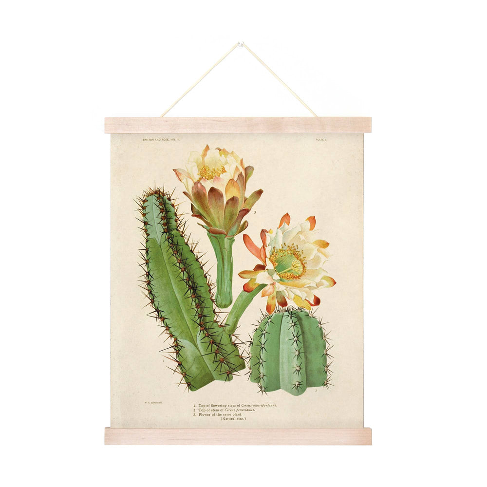 
                  
                    Curious Prints - Vintage Botanical Cactus 2 Print w/ optional frame: 8x10 / Print Only
                  
                