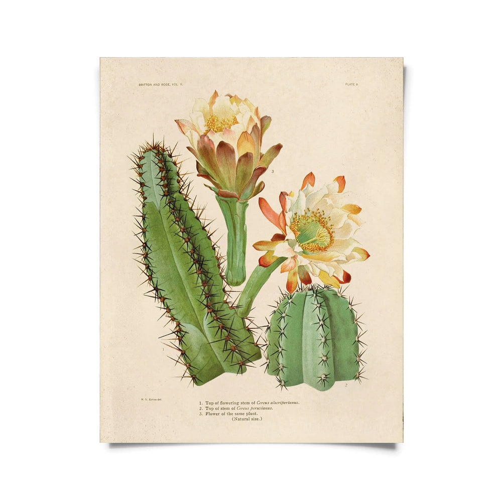 Curious Prints - Vintage Botanical Cactus 2 Print w/ optional frame: 8x10 / Print Only