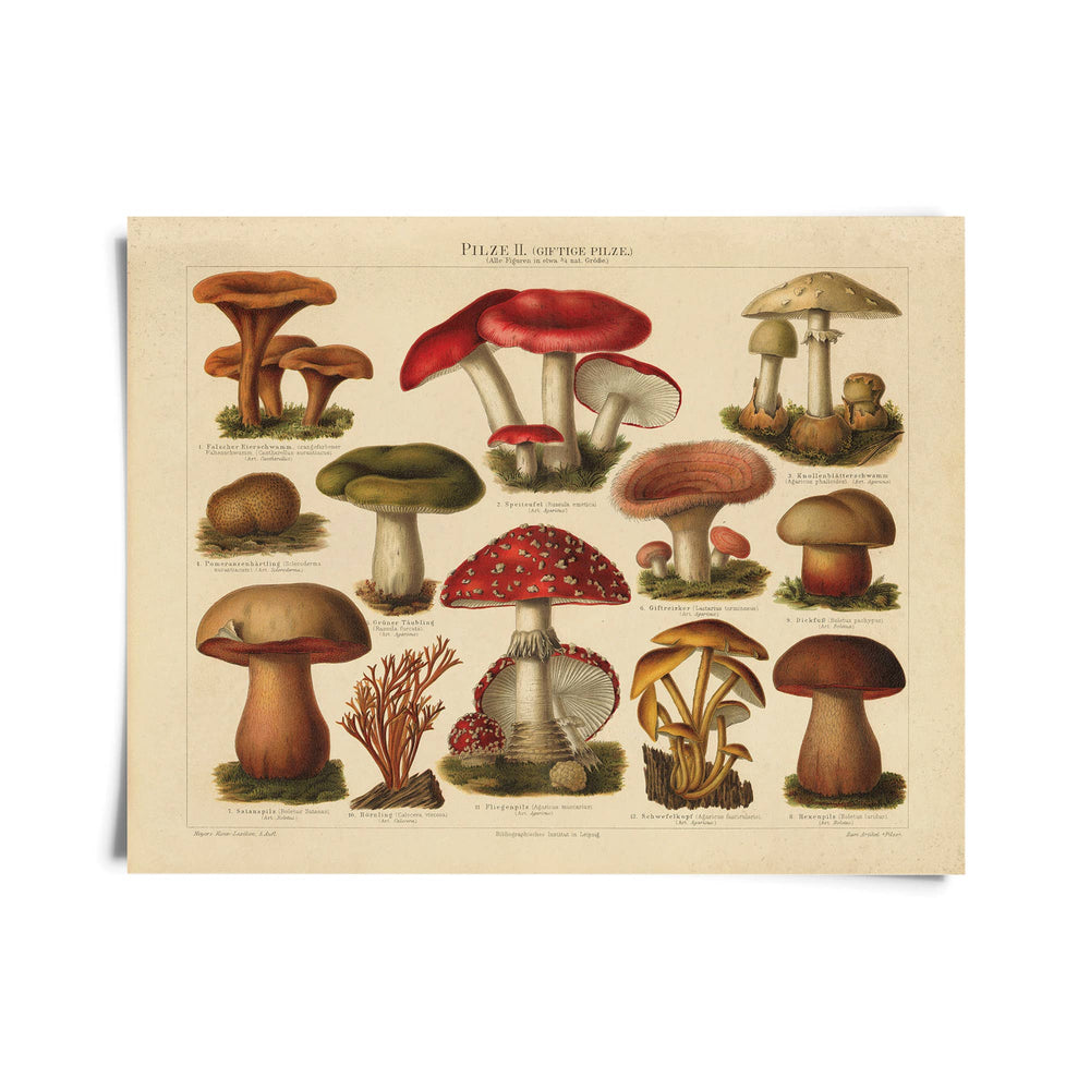 Curious Prints - Vintage German Mushroom Pilze 2 Print w/ optional frame: Print only / 10x8