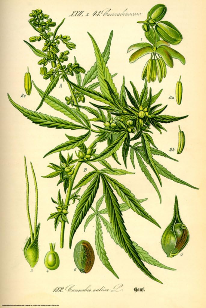 Cannibis Sativa