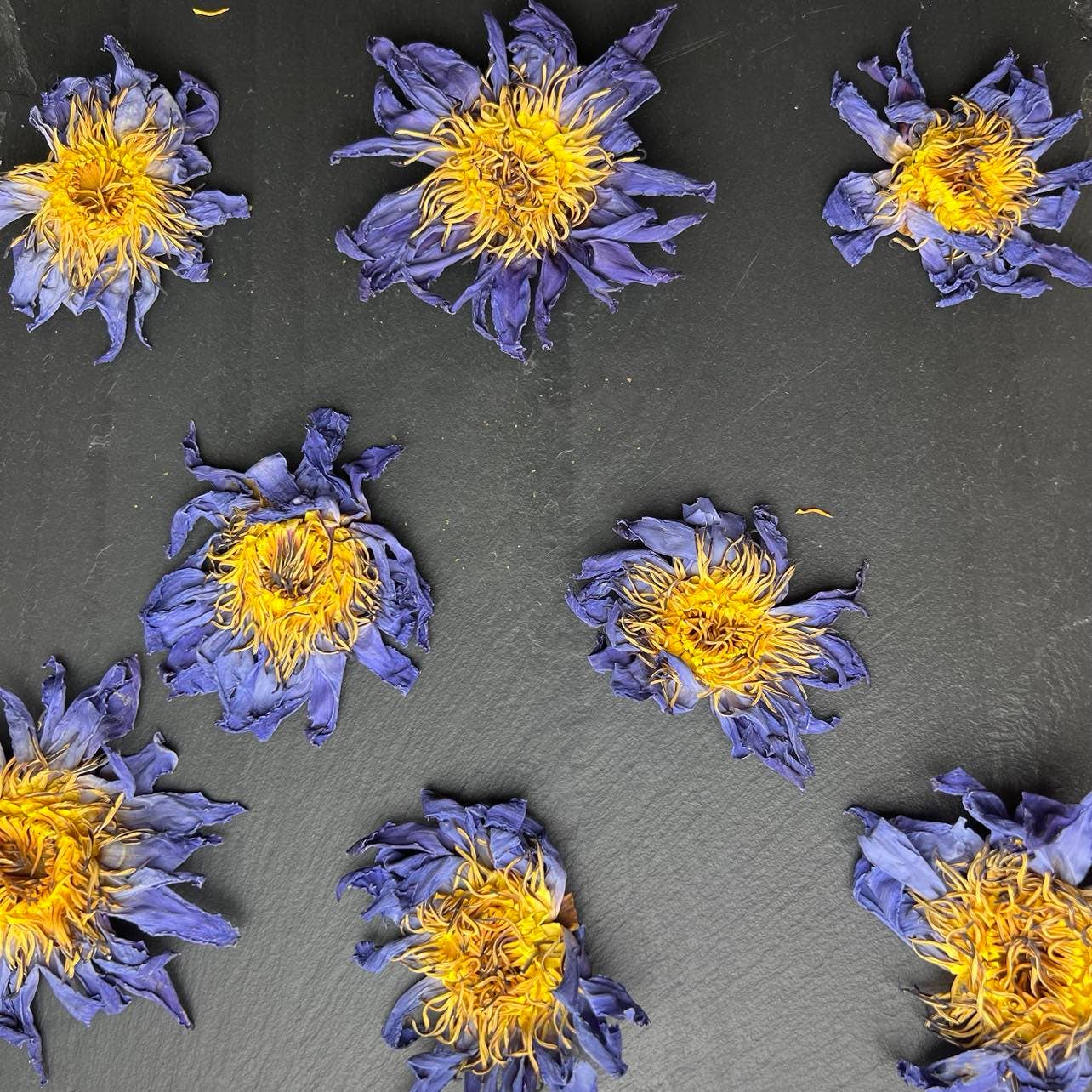 
                  
                    Tree Fifty Four - Blue Lotus Whole Flower | 2oz - 1 KG | Bulk
                  
                