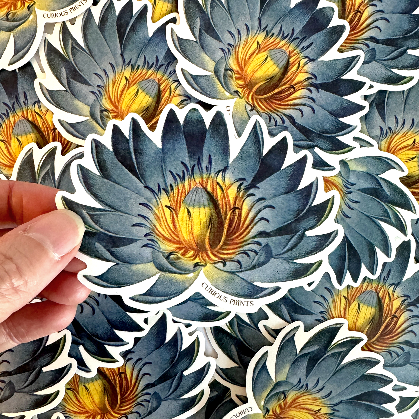 
                  
                    Curious Prints - Vintage Botanical Blue Lotus Water Lily Sticker
                  
                