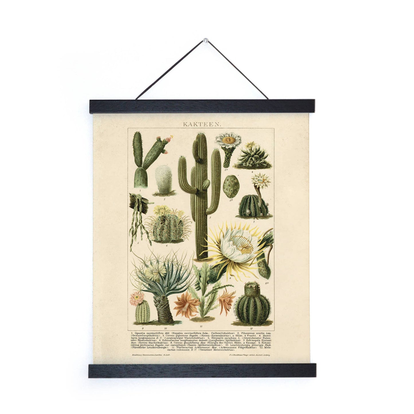 
                  
                    Curious Prints - Vintage Botanical Cactus Kakteen 2 Print w/ optional frame: 8x10 / Print Only
                  
                