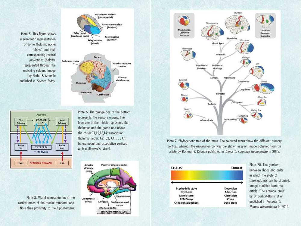
                  
                    Simon & Schuster - Psychedelics and Mental Health by Irene de Caso
                  
                