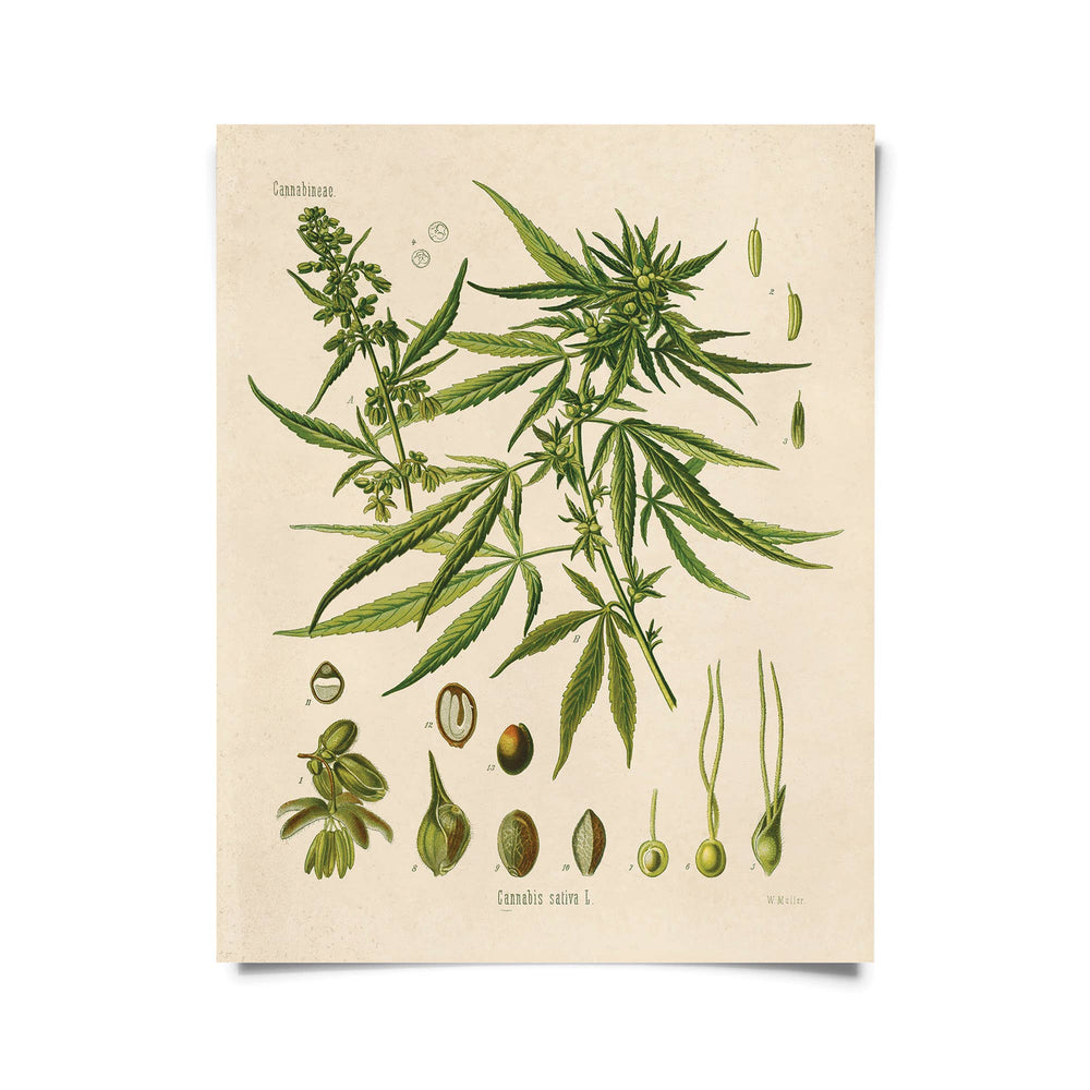 Vintage Botanical Cannabis Marijuana Print w/ optional frame