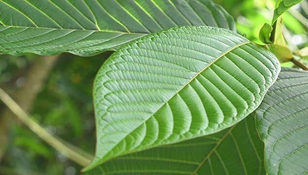 Rainbow Bliss Botanicals - Kratom leaf (chopped and ground): 28 grams (1 loose oz.)