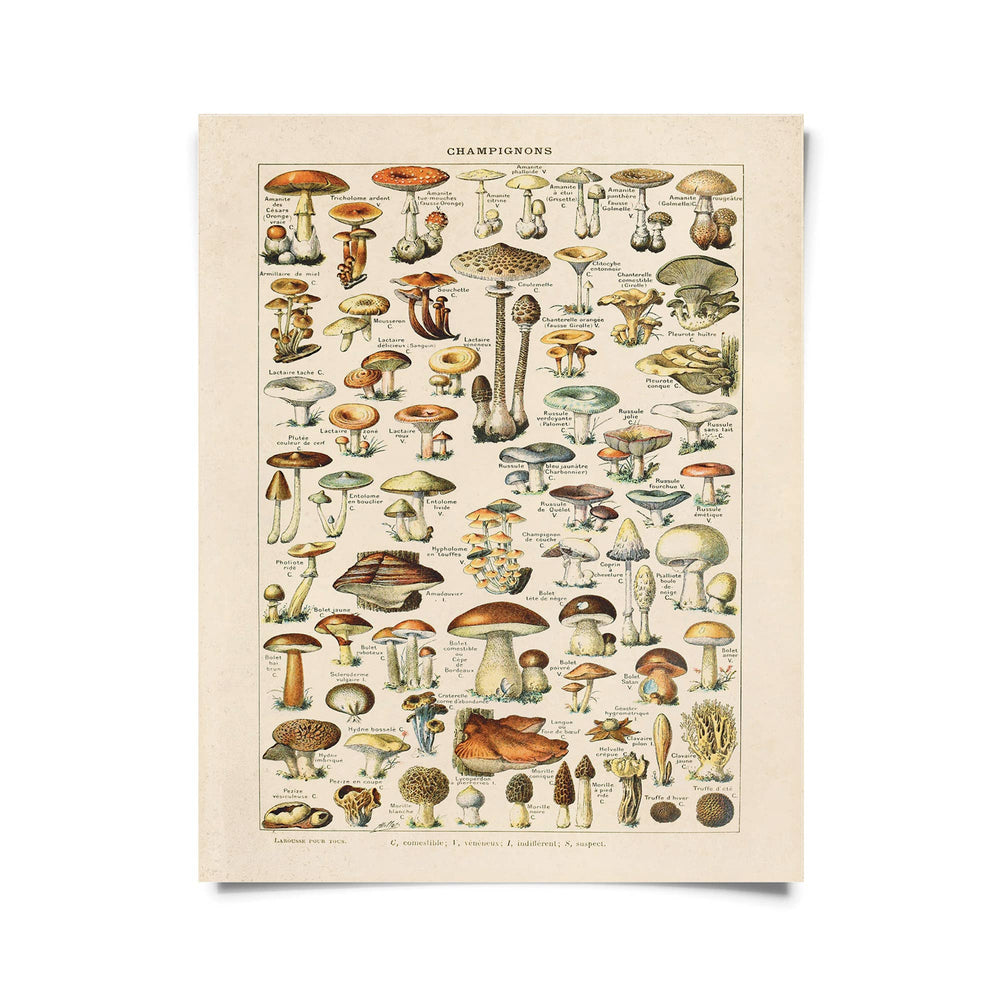 Vintage French Champignons Mushroom Print w/ optional frame