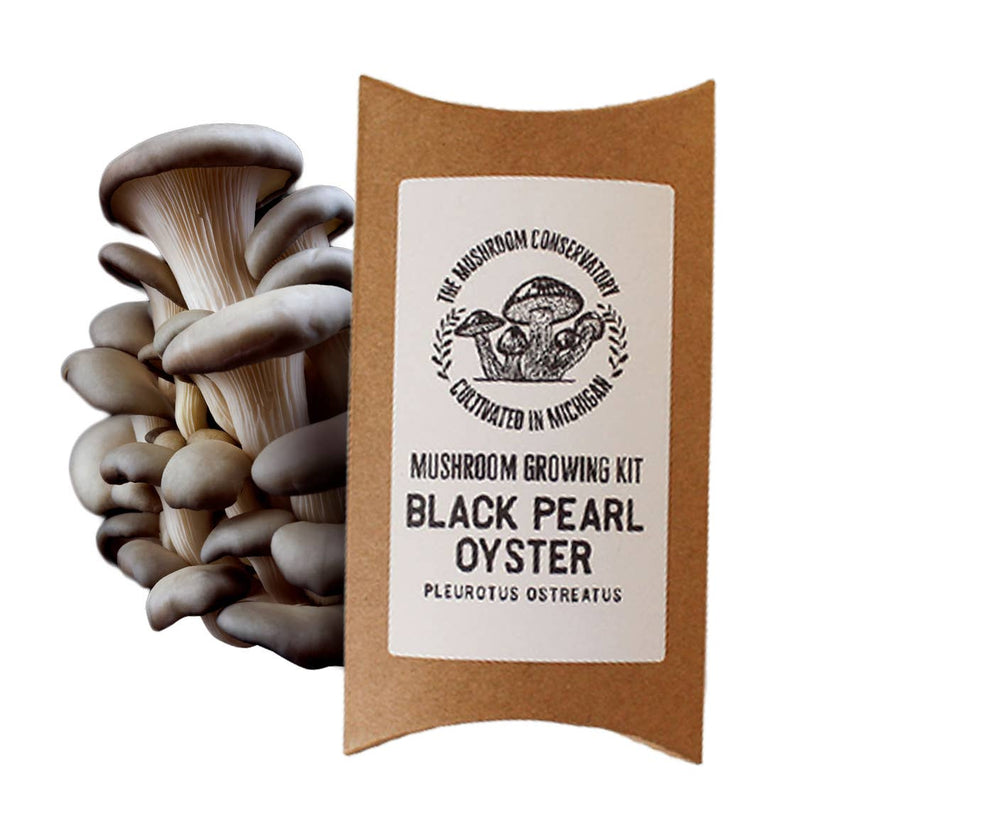 Black Pearl Oyster Mushroom Kit - Savory & a hint of pepper!