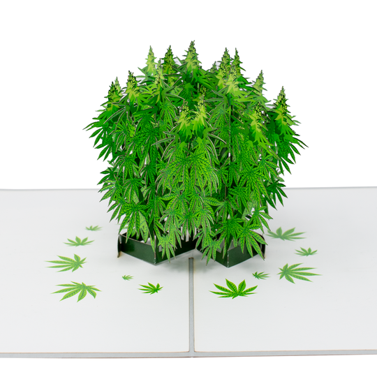 Pot Plant - 3D Drugs-Themed Card