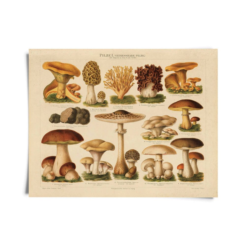 Vintage German Pilze 1 Mushroom Print