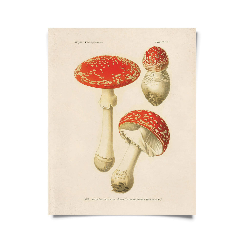 Vintage Magic Mushroom Print w/ optional frame